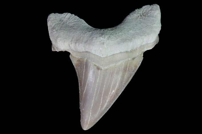 Otodus Shark Tooth Fossil - Eocene #67177